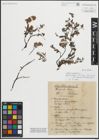 Foto von Salix repens L.